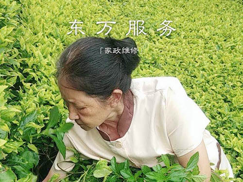 植物管理